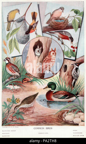 340 oiseaux communs entre les pages 304 et 305 Banque D'Images