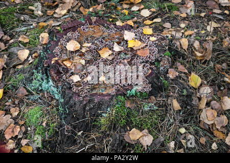 La souche d'un vieil arbre couvert de champignons ligneux, feuilles mortes et de la mousse. Banque D'Images