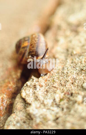 Escargot rampant sur une pierre naturelle marron clair, close-up, front view Banque D'Images