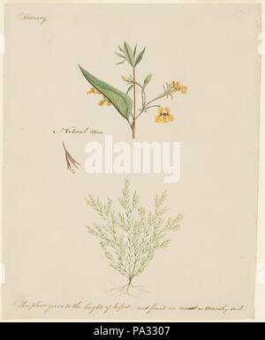 SLNSW 298 966692 28 Collection dessins botaniques de plantes australiennes fin ca eigtheenth century Banque D'Images