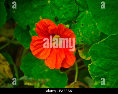 Ali'i Flore Jardin Lavande Kula sur l'île de Maui, Hawaii Banque D'Images