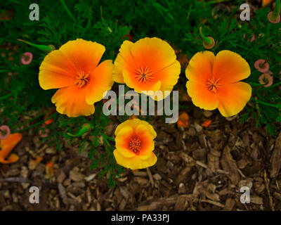 Ali'i Flore Jardin Lavande Kula sur l'île de Maui, Hawaii Banque D'Images