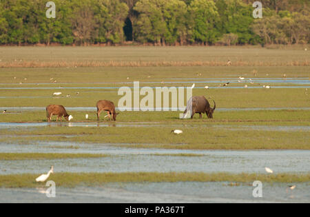 Le buffle d'eau (Bubalus bubalis) - femelle et deux veaux - Conte Noi - Thailande Buffle d'eau Banque D'Images