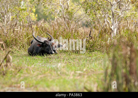 Le buffle d'eau (Bubalus bubalis), vache et veau, Thaïlande Banque D'Images