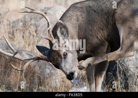 Cerf mulet - Mule Deer - Odocoileus hemionus Banque D'Images