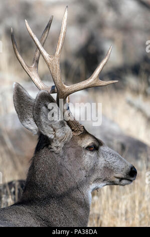 Cerf mulet - Mule Deer - Odocoileus hemionus Banque D'Images