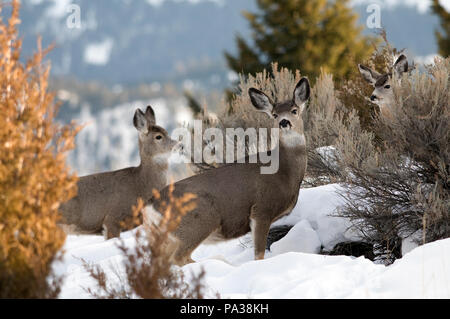 Cerf mulet - Mule Deer - Odocoileus hemionus Banque D'Images