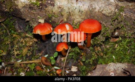 Certains champignons macro de près les trois Sœurs et Carter Ledge Trail in Albany, New Hampshire. Banque D'Images