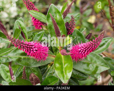 Teinté rouge, fleurs violettes dans de courtes crêtes au-dessus du feuillage jeune sombre, la moitié d'evergreen shrub hardy, Hebe 'Simon Delaux' Banque D'Images