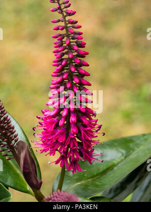 Teinté rouge, fleurs violettes dans de courtes crêtes au-dessus du feuillage jeune sombre, la moitié d'evergreen shrub hardy, Hebe 'Simon Delaux' Banque D'Images