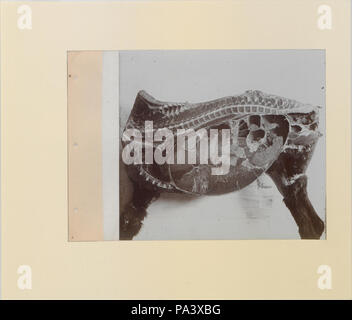 88 Une série de photographies illustrant l'anatomie du cheval et du chien par la méthode de préparations congelées et les articles préparés par S Sisson de Toronto (HS85-10-9846-10) original Banque D'Images