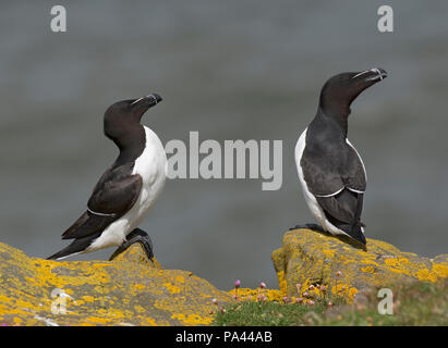 Petit Pingouin, Alca torda, assis sur la roche, sur la falaise, Northumberland, Angleterre Banque D'Images