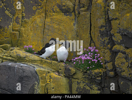 Paire de Petit Pingouin, Alca torda, une cour sur la falaise rocheuse entre sea thrift, Armeria maritima, Northumberland, Angleterre Banque D'Images