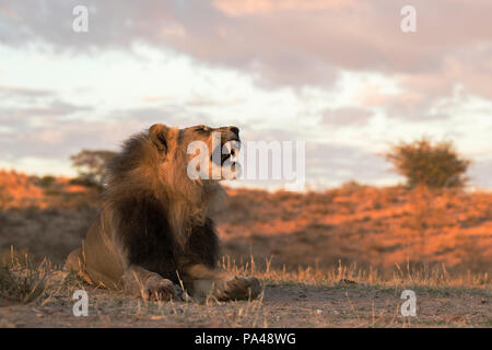 Lion (Panthera leo), mâle, Kgalagadi Transfrontier Park, Afrique du Sud, Banque D'Images