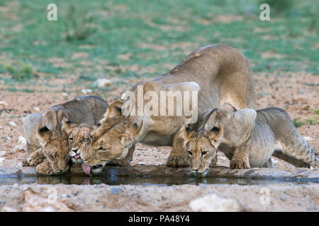 Lionne et lionceaux (Panthera leo) de boire, Kgalagadi Transfrontier Park, Afrique du Sud, Banque D'Images