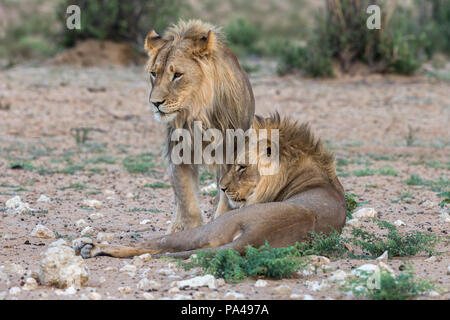 Lion (Panthera leo) frères, Kgalagadi Transfrontier Park, Afrique du Sud, Banque D'Images