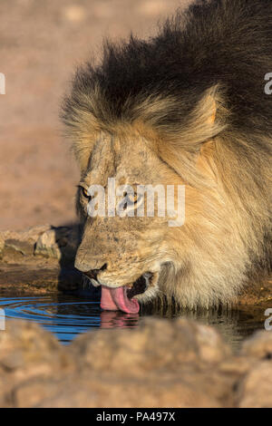 Lion (Panthera leo), mâle, boire, Kgalagadi Transfrontier Park, Afrique du Sud Banque D'Images