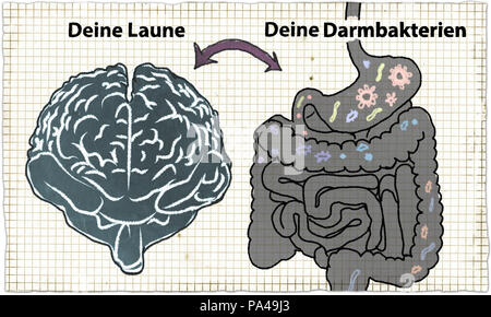 La santé des intestins, de la flore intestinale et de bactéries intestinales illustré en langue allemande et en style classique sur papier et crayons rustique. Banque D'Images