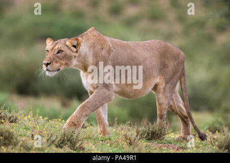 Lion (Panthera leo), femelle, de filatures, Kgalagadi Transfrontier Park, Afrique du Sud Banque D'Images