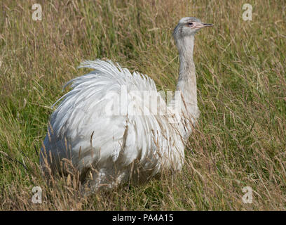 Nandou, Rhea americana, également connu sous le nom de la politique commune de RHEA. Forme leucistic blanc, Lancashire, UK Banque D'Images