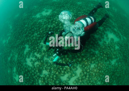 Photographe sous-marin avec des araignées de mer géantes Banque D'Images