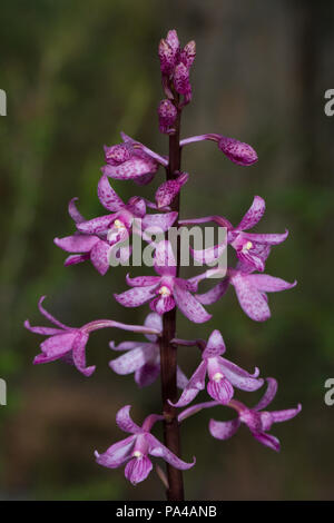 Orchidée Jacinthe rose Banque D'Images