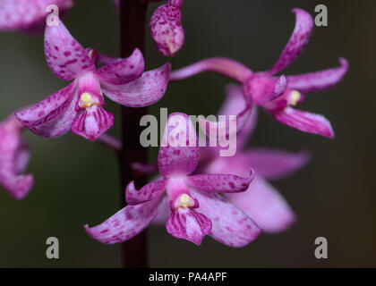 Orchidée Jacinthe rose Banque D'Images