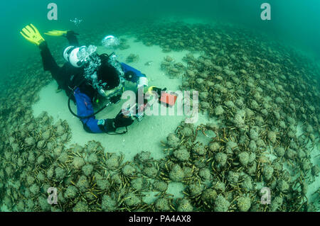 Photographe sous-marin avec des araignées de mer géantes Banque D'Images