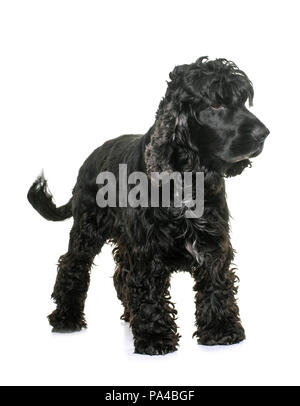 Cocker américain noir in front of white background Banque D'Images