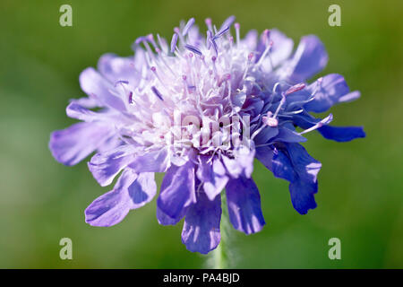 Field Scabious (Knautia arvensis), close up d'un seul capitule. Banque D'Images