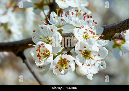 Prunelle (Prunus spinosa), également connu sous le nom de prunellier, Close up d'un groupe de fleurs. Banque D'Images