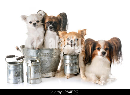 Papillon chien, Chihuahua et cuisson accessoire in front of white background Banque D'Images