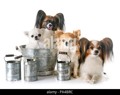 Papillon chien, Chihuahua et cuisson accessoire in front of white background Banque D'Images