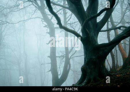 Arbres d'hiver brumeux dans une forêt magique sauvages sur Bredon Hill, des Cotswolds. UK. Banque D'Images