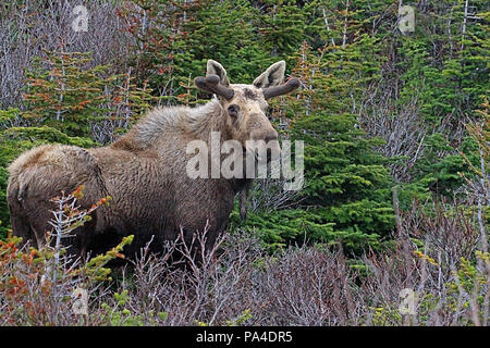 La faune, Moose calf. Alces alces. Carnet de Voyages, Terre-Neuve, Canada, 'La Roche'. Et paysages pittoresques, province canadienne, Banque D'Images