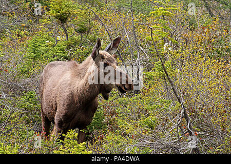 La faune, Moose calf. Alces alces. Carnet de Voyages, Terre-Neuve, Canada, 'La Roche'. Et paysages pittoresques, province canadienne, Banque D'Images