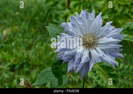 Clématites luxuriantes gris fleur en fleur au jardin extérieur naturel, district Drujba, Sofia, Bulgarie Banque D'Images