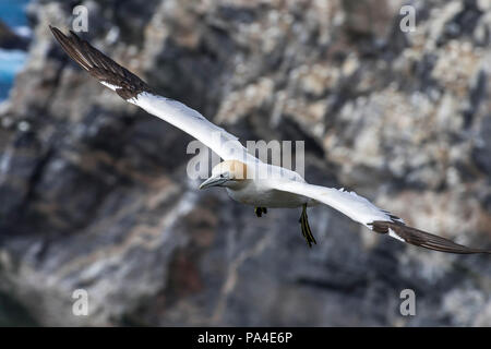 Fou de Bassan (Morus bassanus) en vol planeur le long de la falaise la colonie de reproduction des oiseaux au printemps, Ecosse, Royaume-Uni Banque D'Images