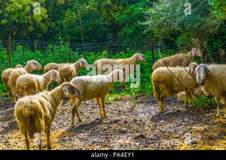 Des moutons paissant dans la campagne près de Loussios gorge située dans le Péloponnèse, Grèce Banque D'Images