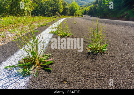 Close up de plantes sauvages qui poussent à travers la route asphaltée Banque D'Images