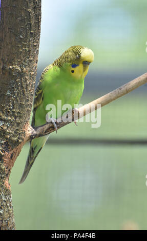 Jolie couleur vert vif et jaune perruche assis dans un arbre. Banque D'Images