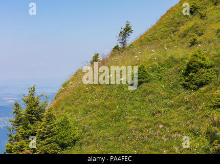 Pente du Mont Rigi en Suisse en été. Mont Rigi est une destination touristique populaire, accessible par chemin de fer à crémaillère de montagne. Banque D'Images