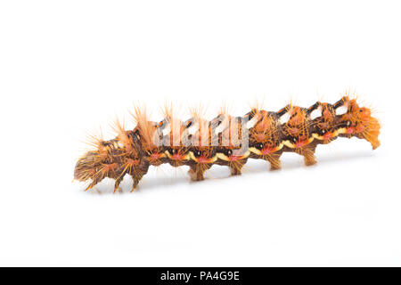 Une vue latérale d'une espèce de chenille, Knotgrass Acronicta rumicis, trouvés dans le Dorset et photographié sur un fond blanc. Dorset England UK GO Banque D'Images