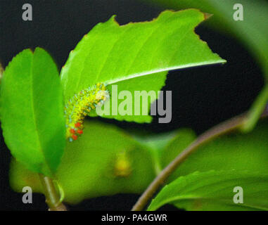 Cecropia moth dans le stade chenille Banque D'Images