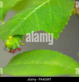 Cecropia moth dans le stade chenille Banque D'Images