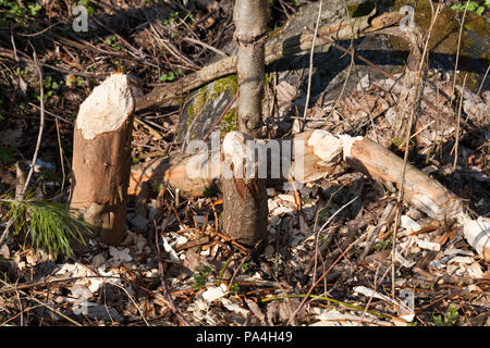 Les troncs de petits arbres ont poussé par les castors au cours de la construction du barrage, close-up et les détails de la faune Banque D'Images