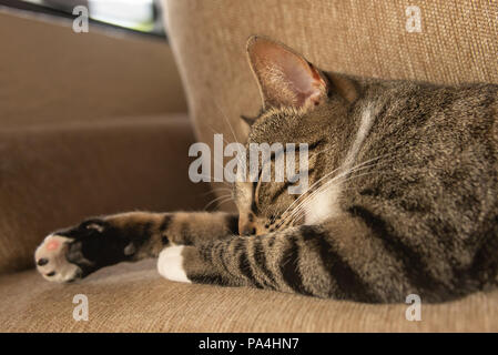 Rayé gris et noir cat sleeping on sofa Banque D'Images