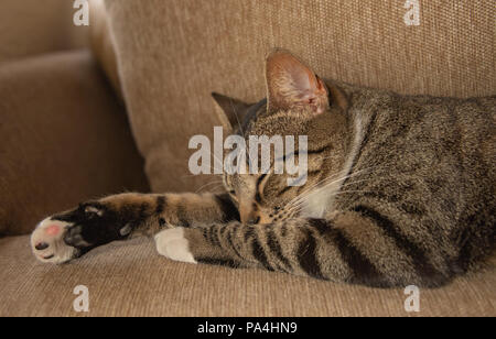 Rayé gris et noir cat sleeping on sofa Banque D'Images