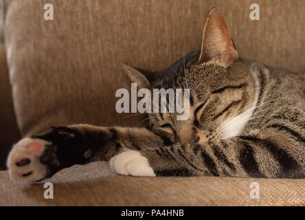 Rayé gris et noir cat sleeping on sofa Banque D'Images