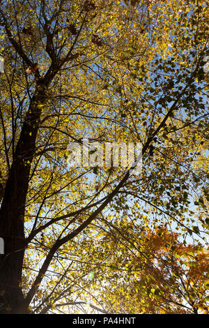 Érable dans la saison d'automne , feuillage jaune et jauni branches Banque D'Images